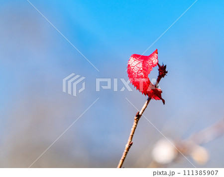 寒風に一枚だけ残った真っ赤な葉 111385907