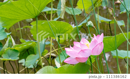 平和の森公園の蓮の花 平和の森公園の蓮の花 111386162