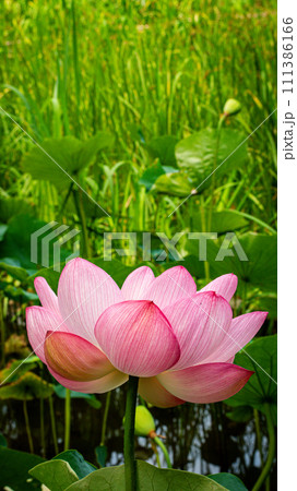 平和の森公園の蓮の花 平和の森公園の蓮の花 111386166