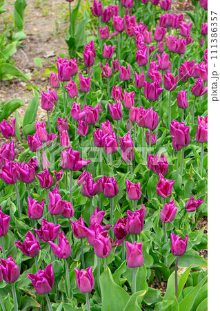 Purple tulips flowers with green leaves blooming in a meadow, park, flowerbed outdoor Purple tulips flowers with green leaves blooming in a meadow, park, flowerbed outdoor 111386357