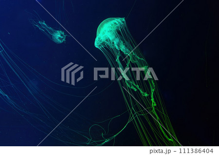 Fluorescent jellyfish swimming underwater aquarium pool with green neon light Fluorescent jellyfish swimming underwater aquarium pool with green neon light 111386404