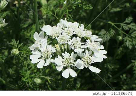 オルレアの花 オルレアの花 111386573