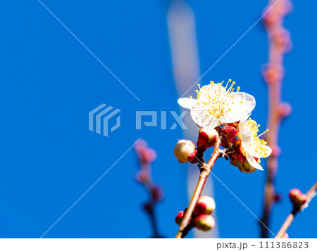 新春に咲き始めた美しい白梅 111386823