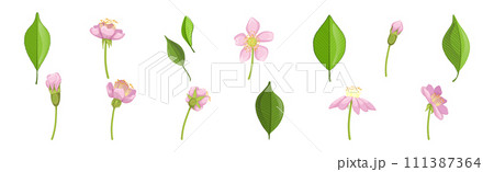 Pink Flower Blooming on Green Stem Vector Set 111387364