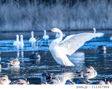 首都圏の荒川で越冬する優雅で躍動的な白鳥の羽ばたき 111387969