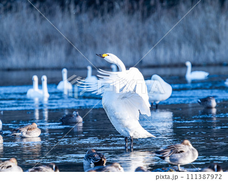 首都圏の荒川で越冬する優雅で躍動的な白鳥の羽ばたき 111387972