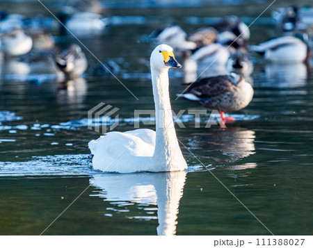 首都圏の荒川で越冬する優雅で美しい白鳥の群れ 111388027