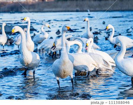 首都圏の荒川で越冬する優雅で美しい白鳥の群れ 首都圏の荒川で越冬する優雅で美しい白鳥の群れ 111388046