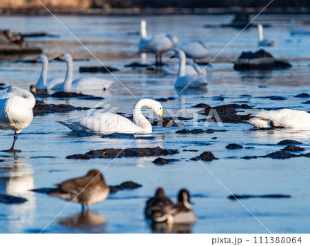 首都圏の荒川で越冬する優雅で美しい白鳥の群れ 首都圏の荒川で越冬する優雅で美しい白鳥の群れ 111388064