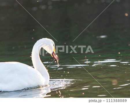 首都圏の荒川で越冬する優雅で美しい白鳥の群れ 111388089