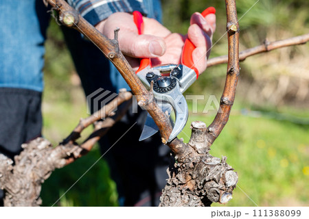 Farmer pruning the vine in winter. Agriculture. 111388099