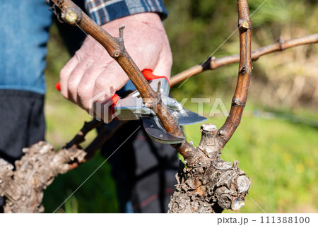 Farmer pruning the vine in winter. Agriculture. 111388100