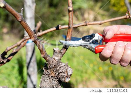 Farmer pruning the vine in winter. Agriculture. 111388101