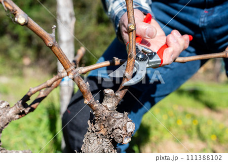 Farmer pruning the vine in winter. Agriculture. Farmer pruning the vine in winter. Agriculture. 111388102