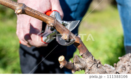 Farmer pruning the vine in winter. Agriculture. 111388106