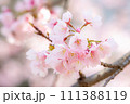 桜002 111388119