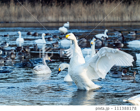 首都圏の荒川で越冬する優雅で躍動的な白鳥の羽ばたき 111388178