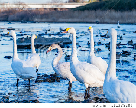 首都圏の荒川で越冬する優雅で美しい白鳥の群れ 111388289