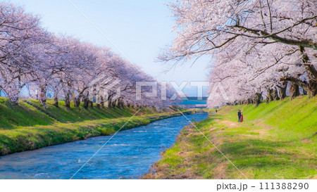 あさひ舟川の桜並木（ソフトフォーカス） 111388290