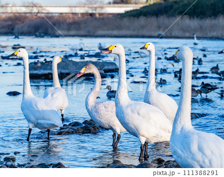 首都圏の荒川で越冬する優雅で美しい白鳥の群れ 首都圏の荒川で越冬する優雅で美しい白鳥の群れ 111388291
