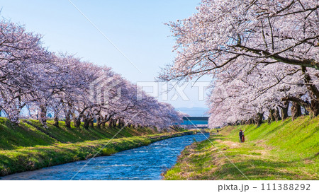あさひ舟川の桜並木 111388292