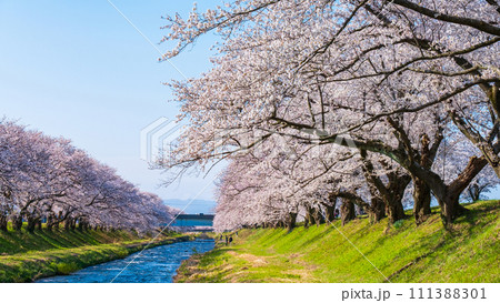 あさひ舟川の桜並木 あさひ舟川の桜並木 111388301