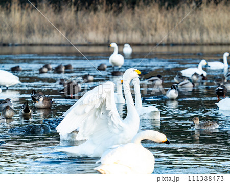 首都圏の荒川で越冬する優雅で躍動的な白鳥の羽ばたき 111388473