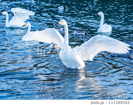 首都圏の荒川で越冬する優雅で躍動的な白鳥の羽ばたき 111388502