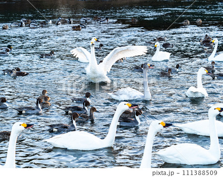 首都圏の荒川で越冬する優雅で躍動的な白鳥の羽ばたき 111388509
