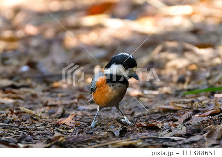 ヤマガラ 111388651