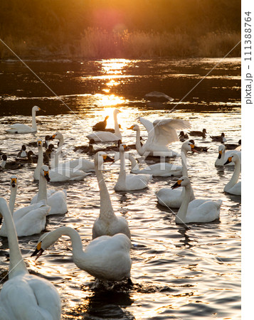 首都圏の荒川で越冬する優雅で美しい夕陽に照らされた白鳥の群れ 111388764