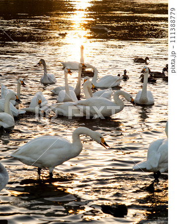 首都圏の荒川で越冬する優雅で美しい夕陽に照らされた白鳥の群れ 111388779