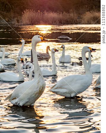 首都圏の荒川で越冬する優雅で美しい夕陽に照らされた白鳥の群れ 111388802