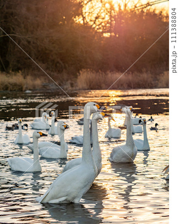 首都圏の荒川で越冬する優雅で美しい夕陽に照らされた白鳥の群れ 111388804