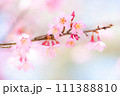 桜004　オカメザクラ 111388810