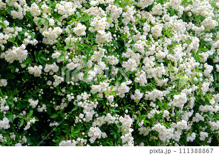 満開の白いモッコウバラ 111388867