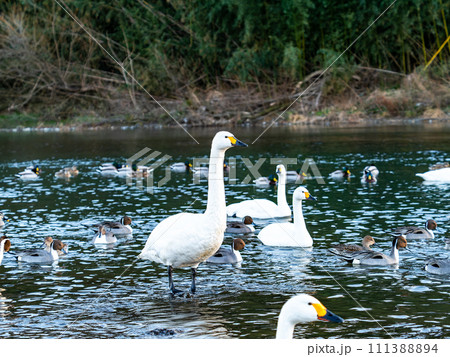 首都圏の荒川で越冬する優雅で美しい白鳥の群れ 首都圏の荒川で越冬する優雅で美しい白鳥の群れ 111388894