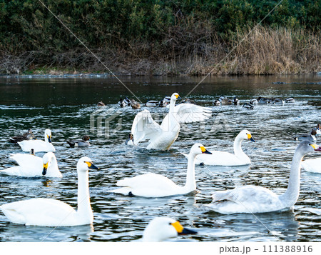 首都圏の荒川で越冬する優雅で躍動的な白鳥の羽ばたき 111388916