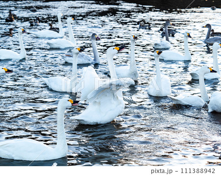 首都圏の荒川で越冬する優雅で躍動的な白鳥の羽ばたき 111388942