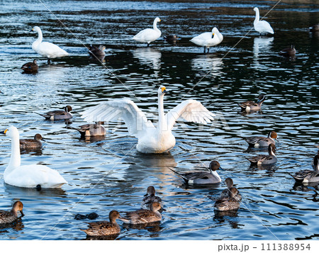 首都圏の荒川で越冬する優雅で躍動的な白鳥の羽ばたき 111388954