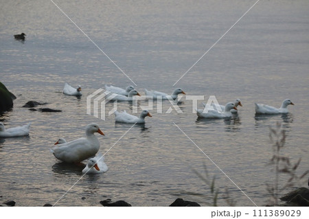 琵琶湖を泳ぐカモたち 琵琶湖を泳ぐカモたち 111389029