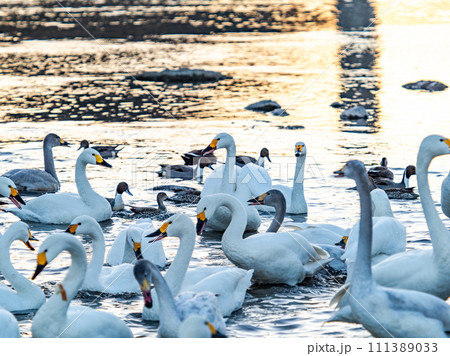 首都圏の荒川で越冬する優雅で美しい夕陽に照らされた白鳥の群れ 111389033