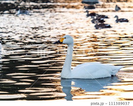 首都圏の荒川で越冬する優雅で美しい夕陽に照らされた白鳥の群れ 111389037