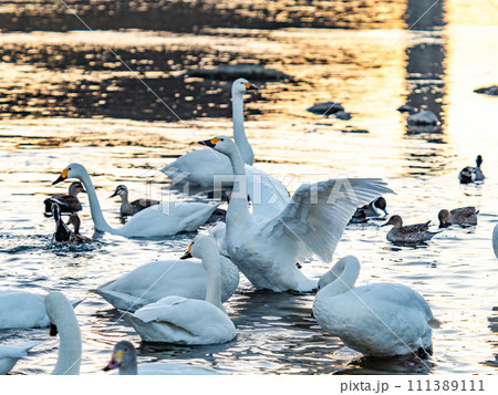 首都圏の荒川で越冬する優雅で美しい白鳥の群れ　夕陽に照らされながらの躍動的な羽ばたき 111389111
