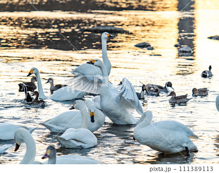 首都圏の荒川で越冬する優雅で美しい白鳥の群れ　夕陽に照らされながらの躍動的な羽ばたき 111389113