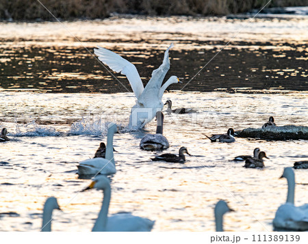 首都圏の荒川で越冬する優雅で美しい白鳥の群れ　夕陽に照らされながらの躍動的な羽ばたき 111389139