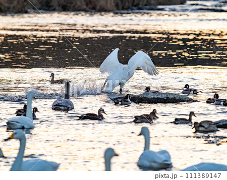 首都圏の荒川で越冬する優雅で美しい白鳥の群れ　夕陽に照らされながらの躍動的な羽ばたき 111389147