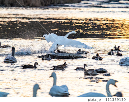 首都圏の荒川で越冬する優雅で美しい白鳥の群れ　夕陽に照らされながらの躍動的な羽ばたき 111389150