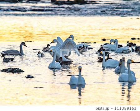 首都圏の荒川で越冬する優雅で美しい白鳥の群れ　夕陽に照らされながらの躍動的な羽ばたき 111389163