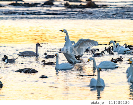 首都圏の荒川で越冬する優雅で美しい白鳥の群れ　夕陽に照らされながらの躍動的な羽ばたき 111389186